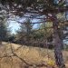 crni_bor
