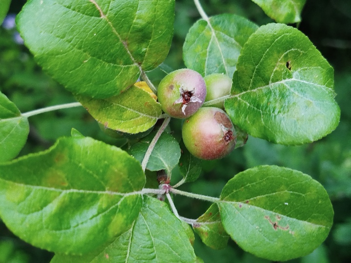 divlja-jabuka