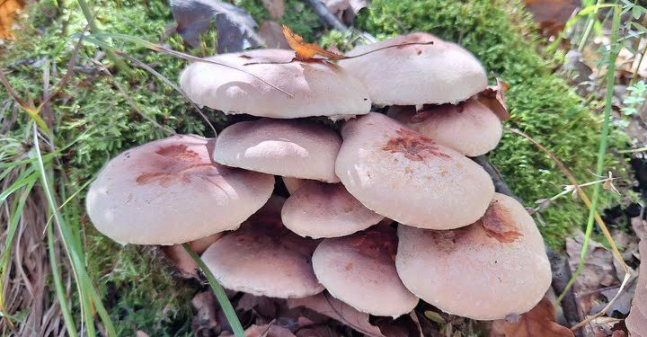 crvenkasta-panjevcica-pecurka
