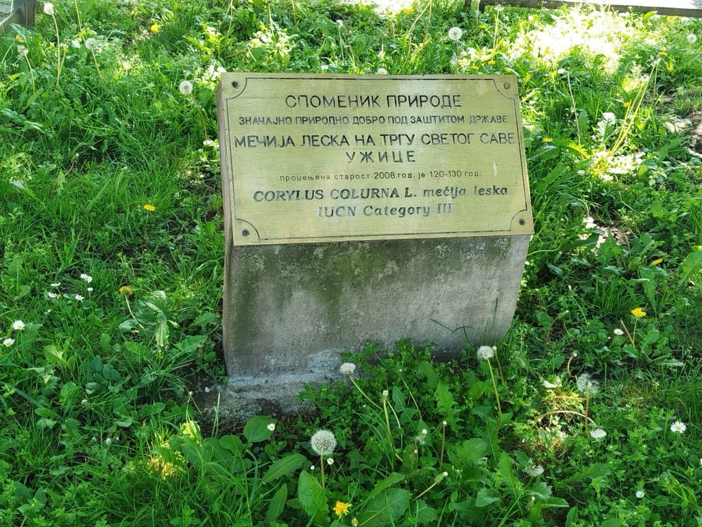 mecja-leska-spomenik-prirode-uzice
