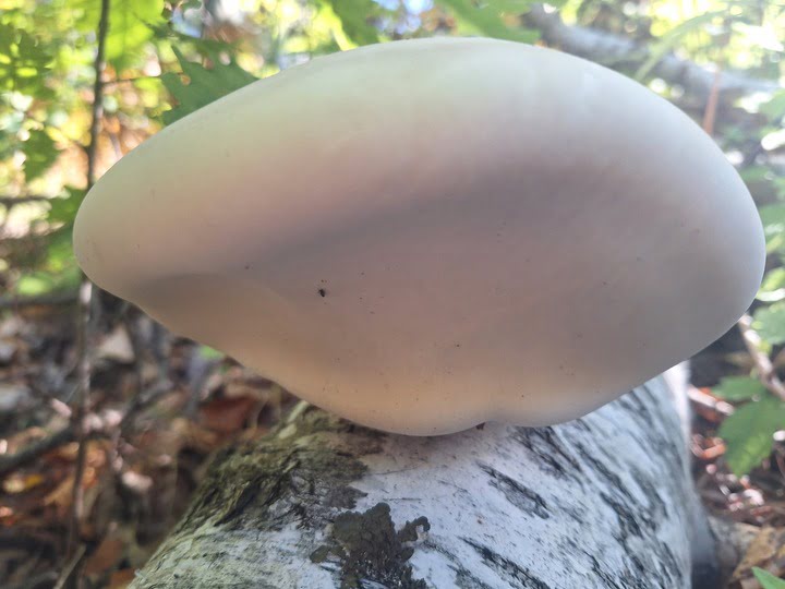 pečurka-brezova-guba