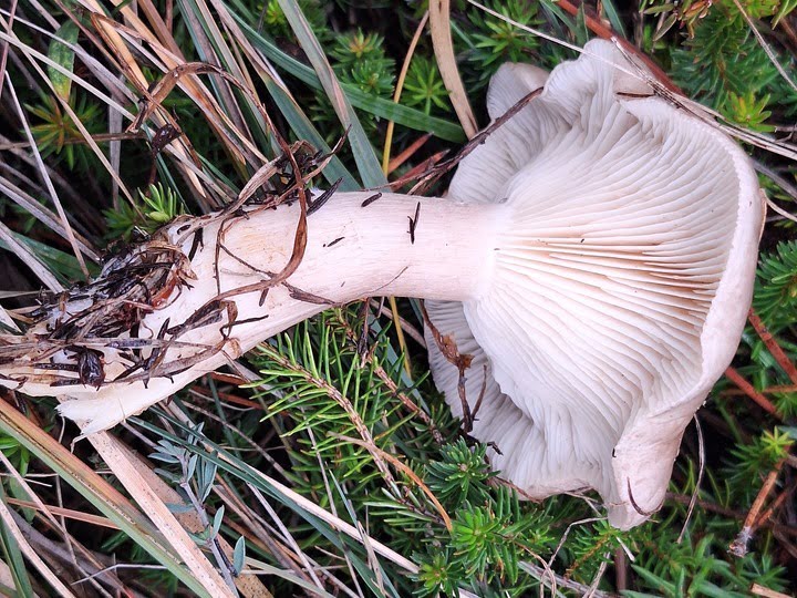 maglenka-clytocibe-nebularis