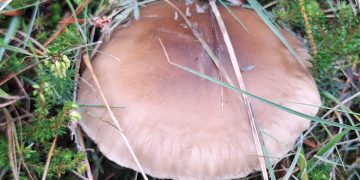 maglenka-clitocybe-nebularis