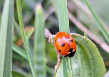 znanjodrom-kviz-znanja
