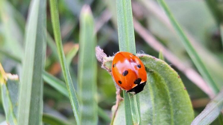 znanjodrom-kviz-znanja