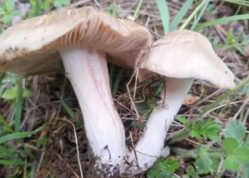sljivovaca-entoloma-clypateum