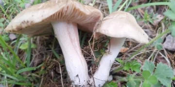 sljivovaca-entoloma-clypateum