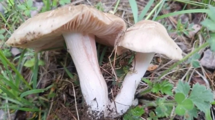 sljivovaca-entoloma-clypateum