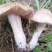 sljivovaca-entoloma-clypateum