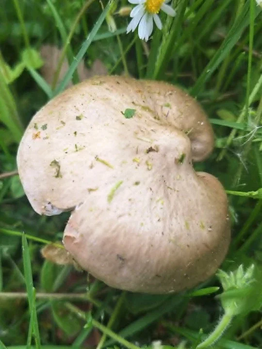 entoloma-clypateum