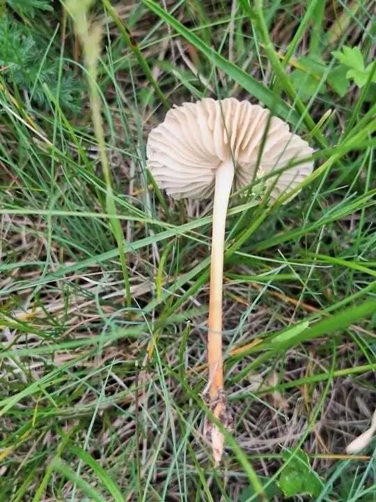 vilina-pecurka-drska