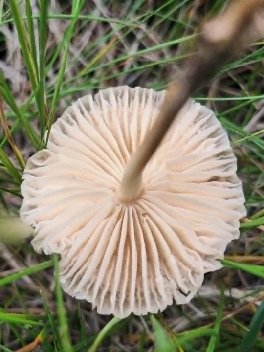 vilina-pecurka-listici