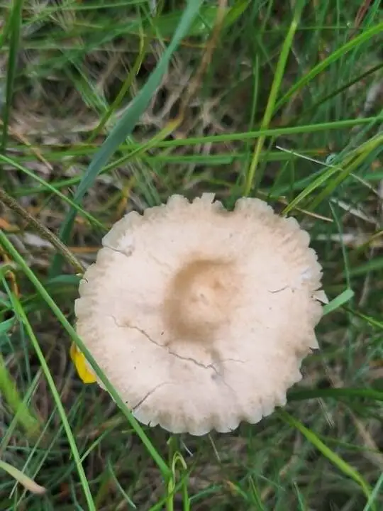 vilina-pecurka-sesir