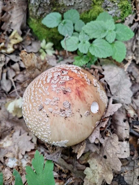 biserka-pecurka-sesir