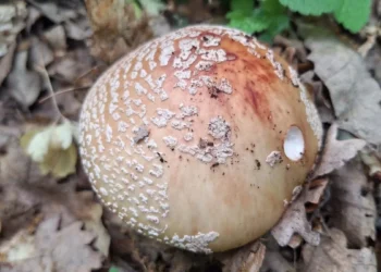 biserka-amanita-rubescens