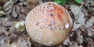 biserka-amanita-rubescens