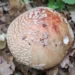 biserka-amanita-rubescens