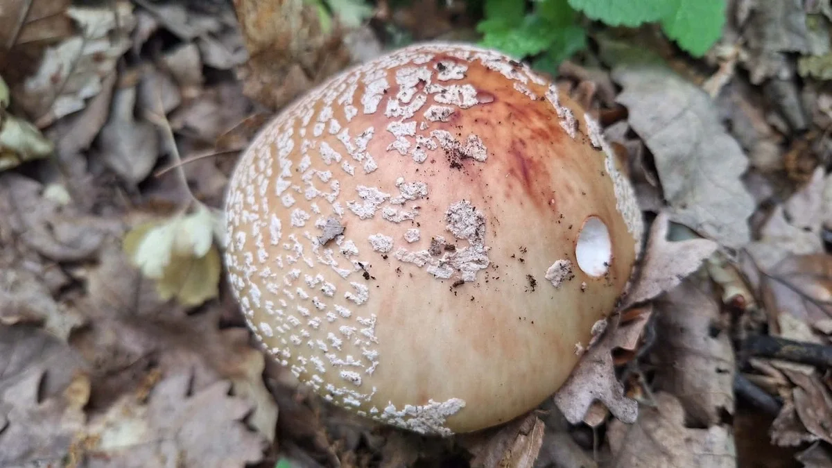 biserka-amanita-rubescens