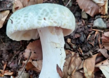 golubaca-russula-virenscens