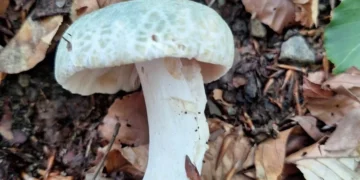 golubaca-russula-virenscens