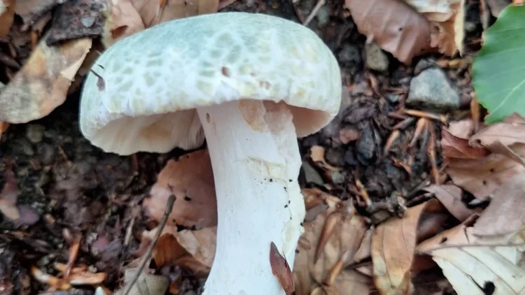 golubaca-russula-virenscens