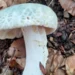 golubaca-russula-virenscens