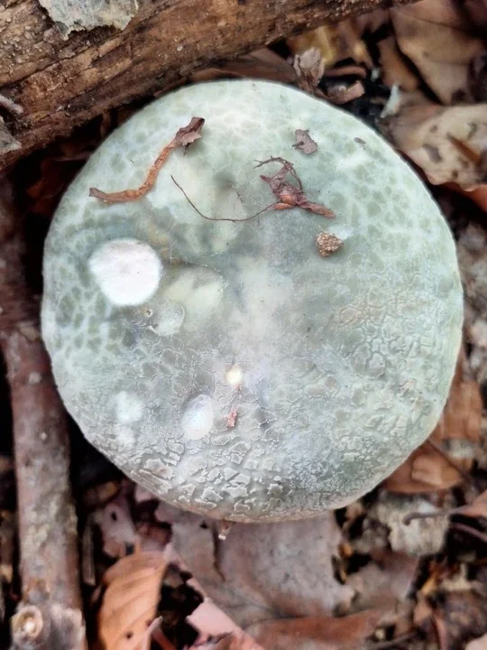 russula-virescens-sesir