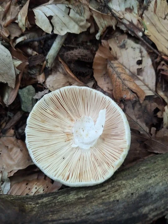 russula-virescens-golubaca