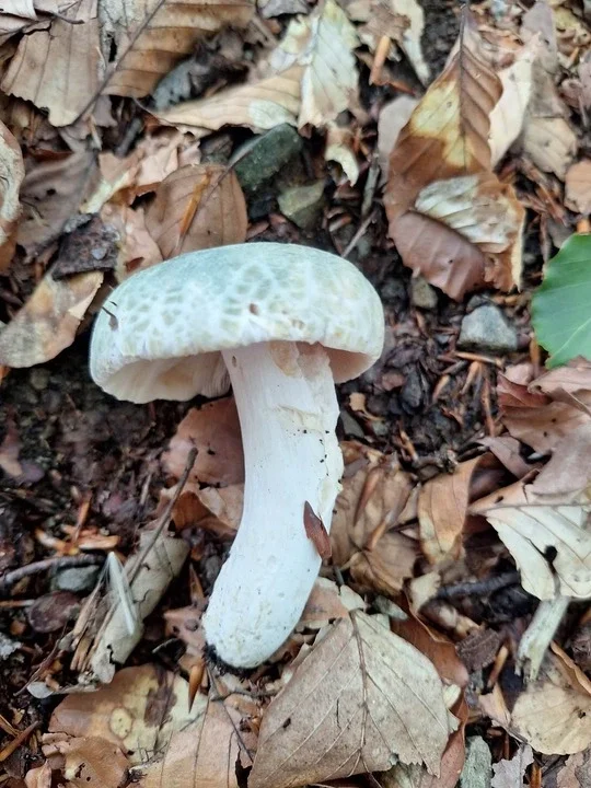 russula-virescens
